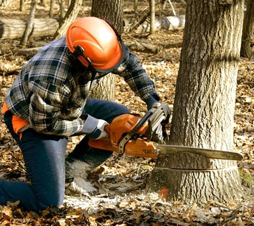 Tree Removal in Oreana, IL